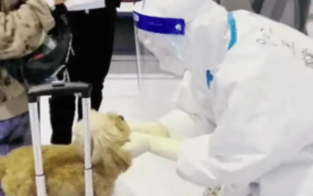 The dog's 10 days of change. He's with the owner. Hospital