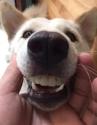 Grandma couldn't find her teeth until she saw the dog at home..