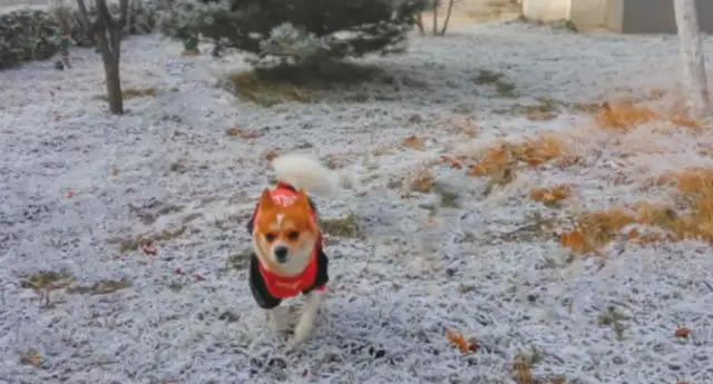 For the first time, the dog was wearing thick clothes, and it wasn't right