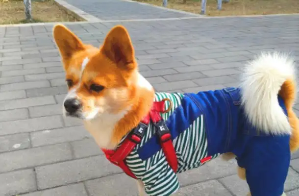 For the first time, the dog was wearing thick clothes, and it wasn't right