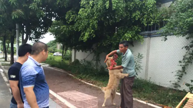The dog dealer's got four or five big dogs chained up to suck a customer