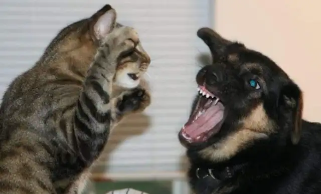 A cat can't beat a dog. Can a hideout win a lion? The answer is yes