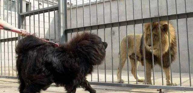 A cat can't beat a dog. Can a hideout win a lion? The answer is yes