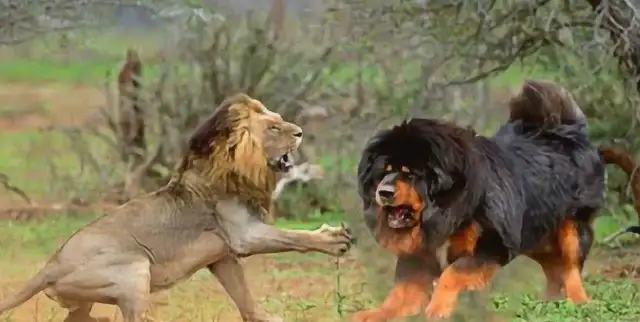 A cat can't beat a dog. Can a hideout win a lion? The answer is yes