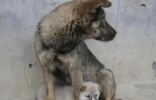 A man abandons a dog and waits for his house