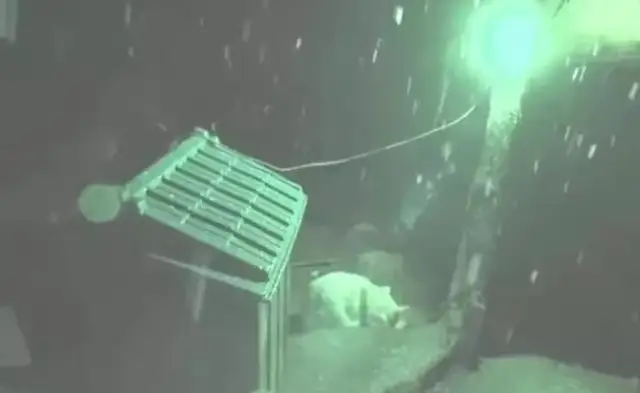 Dogs distribute their food to stray dogs and let the strays sleep in the dog's nest while he's lying outside