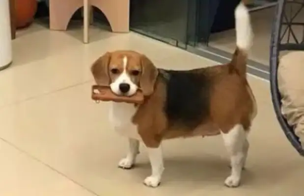 If you open the mystery door, the dog will hand over the loot