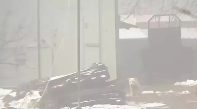 Dogs distribute their food to stray dogs and let the strays sleep in the dog's nest while he's lying outside