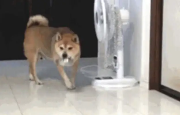 The master forgets to feed the wooddogs, throws the bowls, throws the bowls and laughs at his stomach