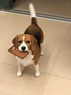 If you open the mystery door, the dog will hand over the loot