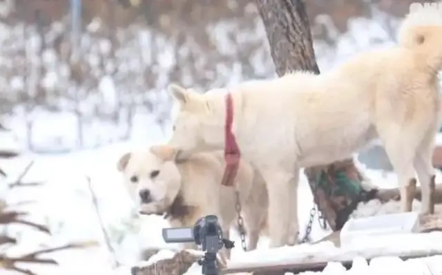 Dogs distribute their food to stray dogs and let the strays sleep in the dog's nest while he's lying outside