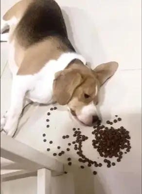 If you open the mystery door, the dog will hand over the loot