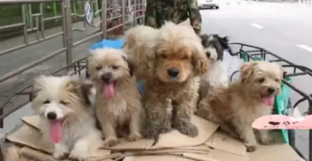Five stray dogs with Uncle to collect junk every day