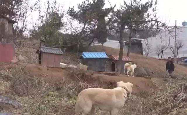 Dogs distribute their food to stray dogs and let the strays sleep in the dog's nest while he's lying outside
