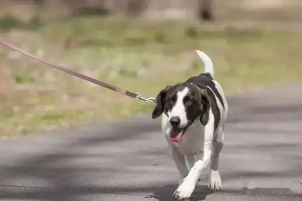 If you walk a dog in the city without a tie, you'll be broken! Who is responsible for the dog