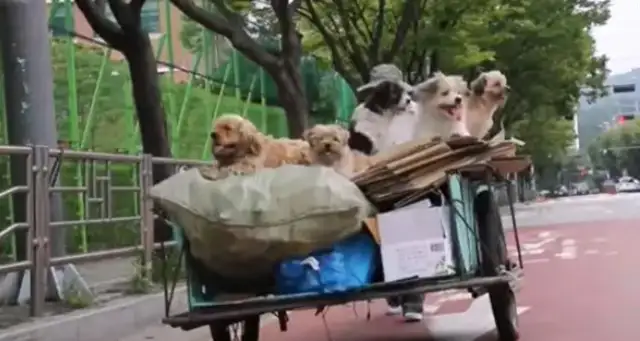 Five stray dogs with Uncle to collect junk every day