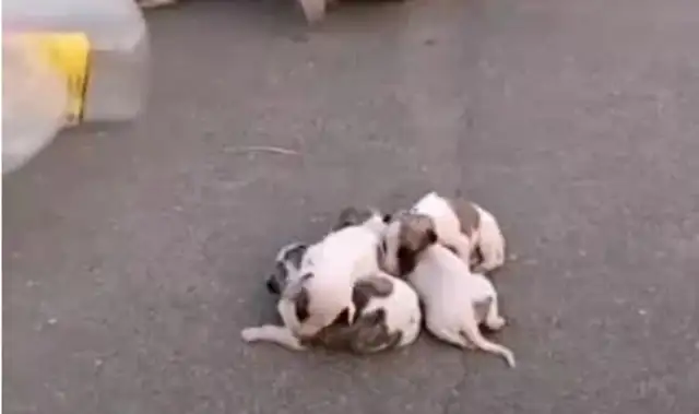The drifter ran into a stray dog and immediately took the dog into his arms