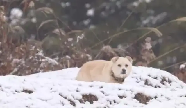 Dogs distribute their food to stray dogs and let the strays sleep in the dog's nest while he's lying outside
