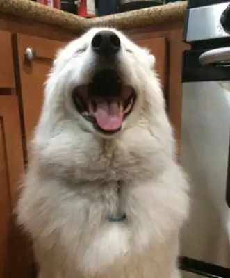 A kiss from Samoye's happy master left his face to his dog: brush your teeth