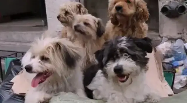 Five stray dogs with Uncle to collect junk every day