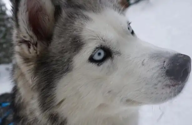 Genetic records reveal the importance of dogs to society in ancient times