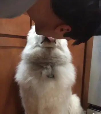 A kiss from Samoye's happy master left his face to his dog: brush your teeth