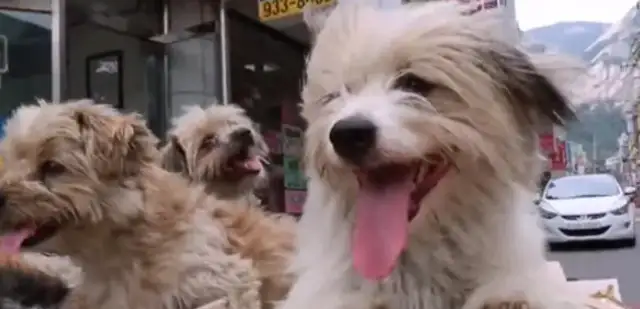 Five stray dogs with Uncle to collect junk every day