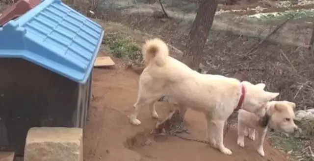 Dogs distribute their food to stray dogs and let the strays sleep in the dog's nest while he's lying outside