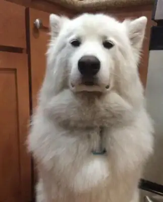A kiss from Samoye's happy master left his face to his dog: brush your teeth