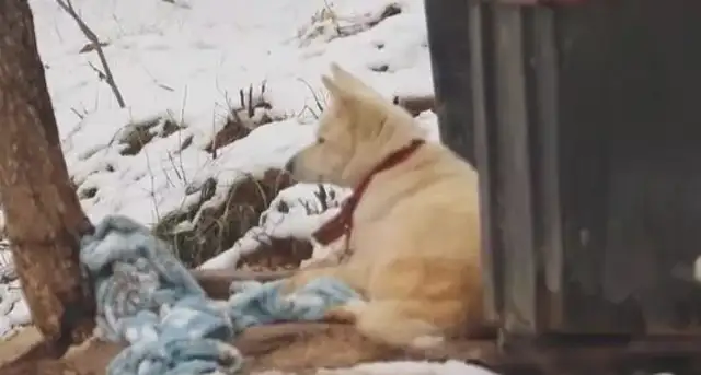 Dogs distribute their food to stray dogs and let the strays sleep in the dog's nest while he's lying outside