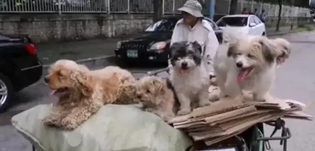 Five stray dogs with Uncle to collect junk every day