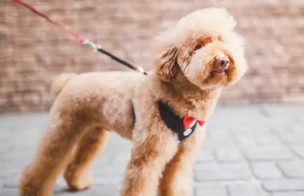 Teddy's five personal acts indicate he's going to fight you