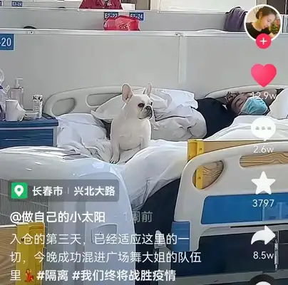 The dog's 10 days of change. He's with the owner. Hospital