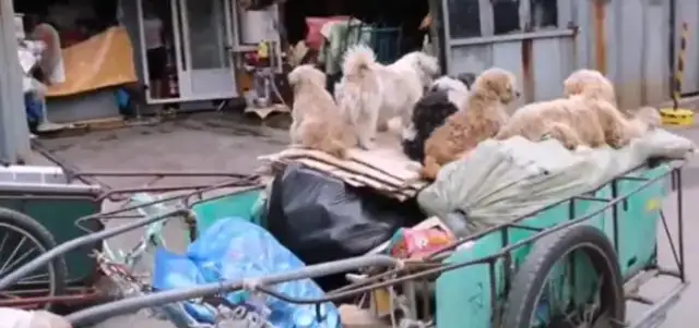 Five stray dogs with Uncle to collect junk every day