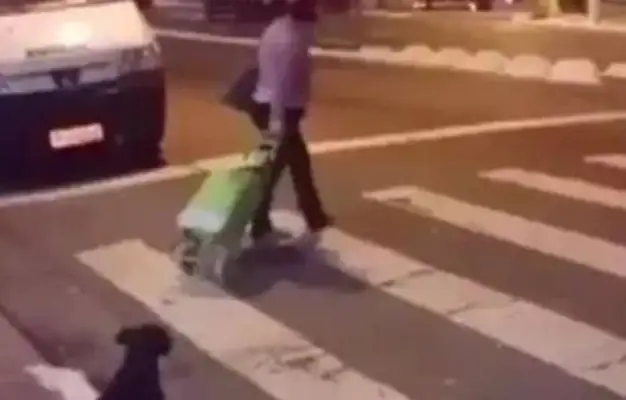 The dog's a law-abiding dog. The roadman's in a red light, but he's waiting for the green light! I admire that