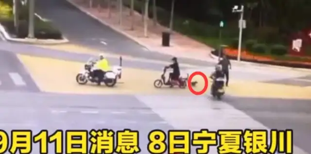 The pet dog's not tied up on the road, and the motorcyclist's crushing, and it's growing: who's looking for? Compensation