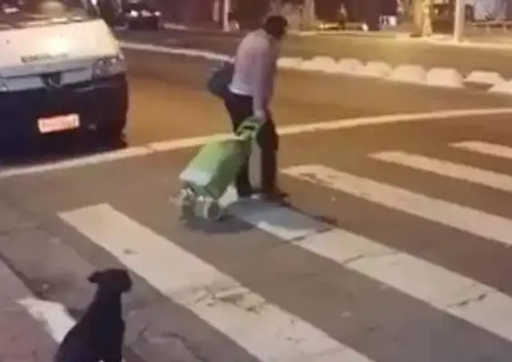 The dog's a law-abiding dog. The roadman's in a red light, but he's waiting for the green light! I admire that
