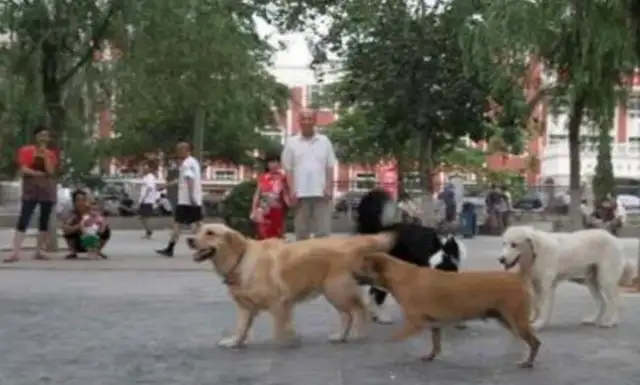 Dogs are seriously ill, the pet industry is disorderly, and civilized dogs require pet legislation