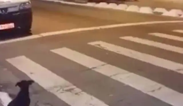 The dog's a law-abiding dog. The roadman's in a red light, but he's waiting for the green light! I admire that