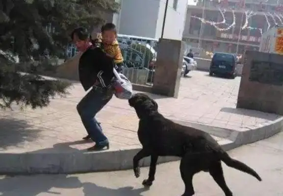 Dogs are seriously ill, the pet industry is disorderly, and civilized dogs require pet legislation