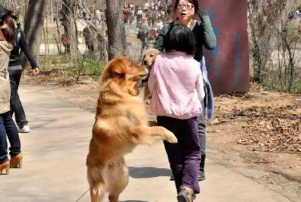 Dogs are seriously ill, the pet industry is disorderly, and civilized dogs require pet legislation