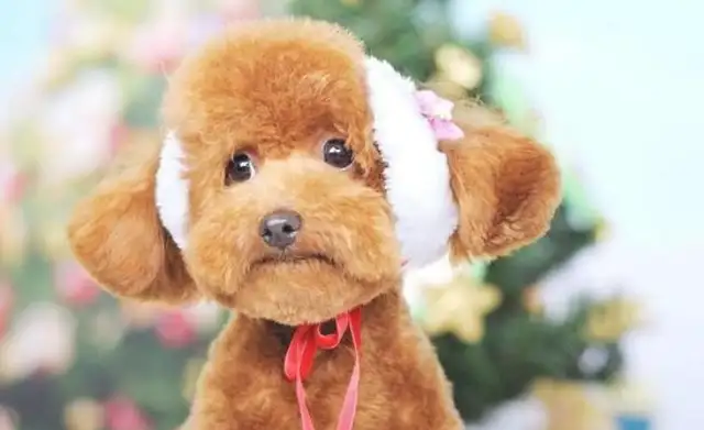Teddy's five personal acts indicate he's going to fight you
