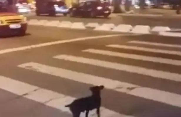 The dog's a law-abiding dog. The roadman's in a red light, but he's waiting for the green light! I admire that