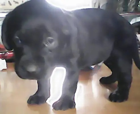 To stop a girl from taking a pet dog on a bus, the two parties went from mouth to limb