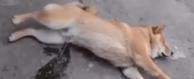 The dog sleeps so well, it comes out of nowhere, and the master looks a little awkward