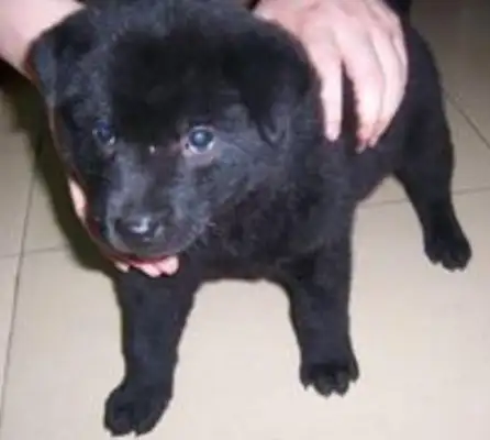 To stop a girl from taking a pet dog on a bus, the two parties went from mouth to limb