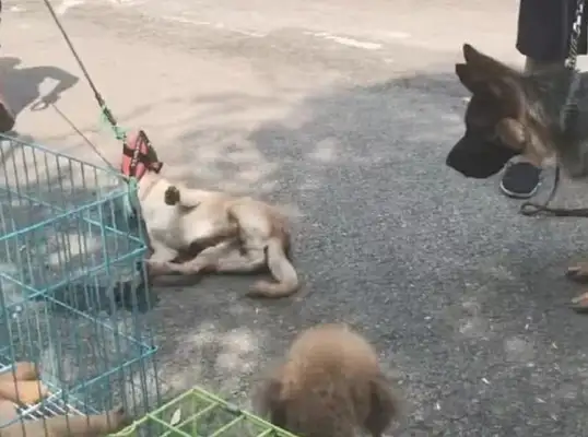 The master's going to sell the doorman and the dog's lying down and he won't leave