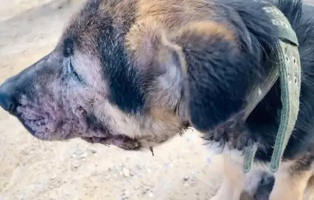 It's harder to live with a master than a stray dog