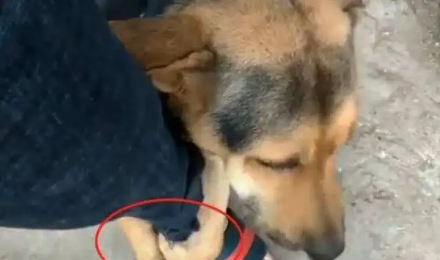 The adopted stray dog, the next thing you know, it hurts