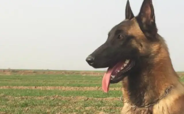 If there's a chance, I just want to have a horse dog